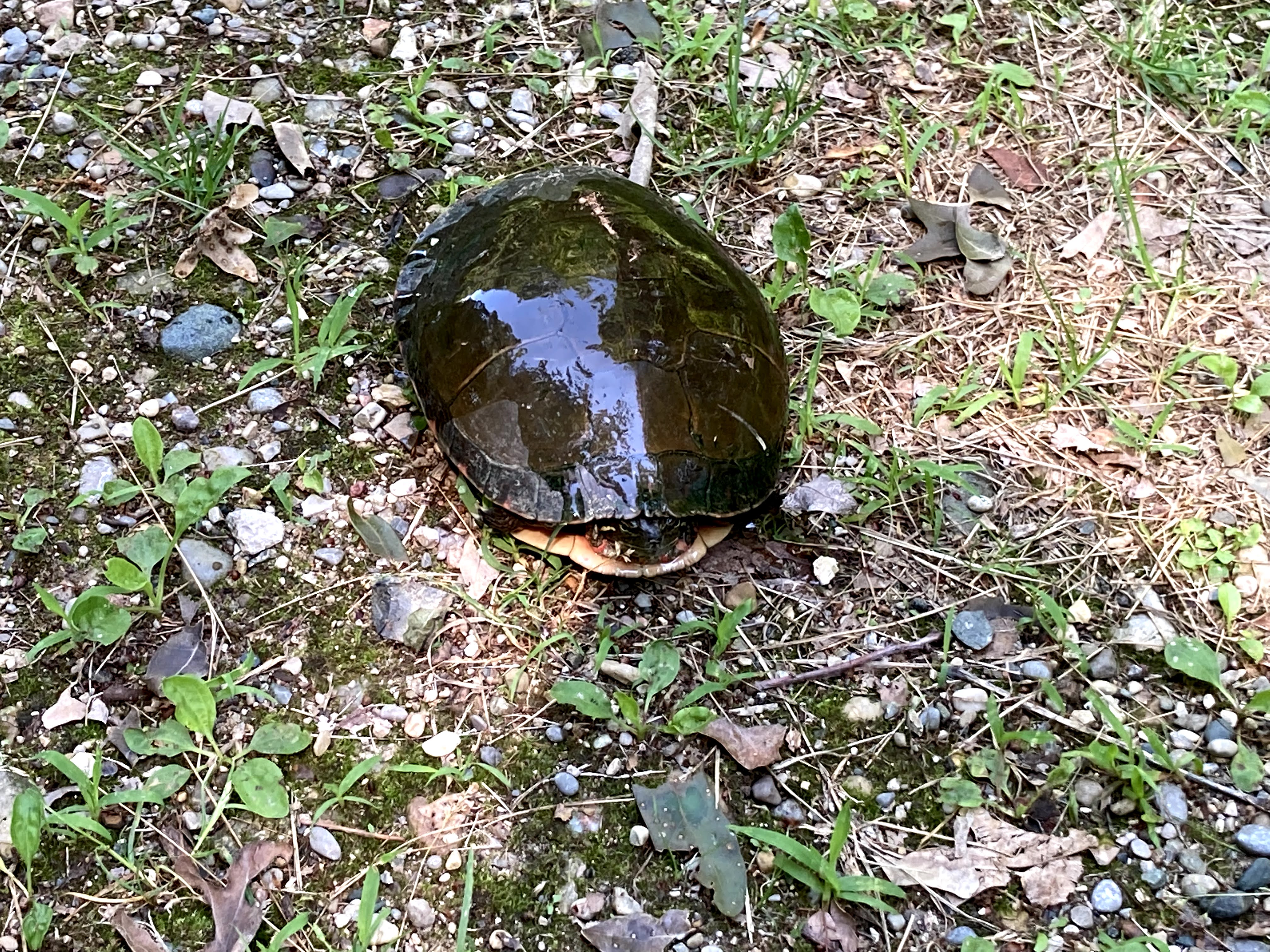 a deep green turtle on the ground